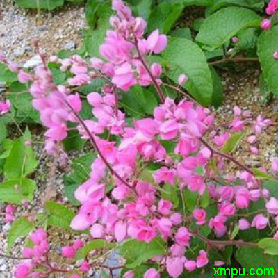 珊瑚藤图片 珊瑚藤种植 珊瑚藤种类 动植物网