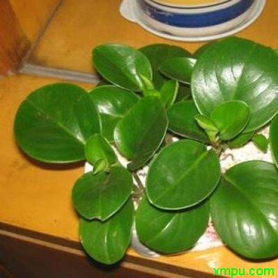豆瓣绿2