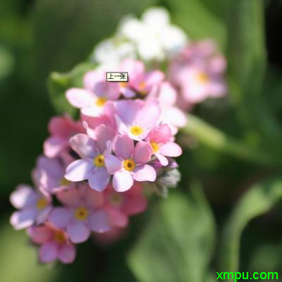 花卉