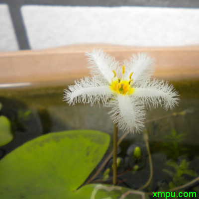 开花
