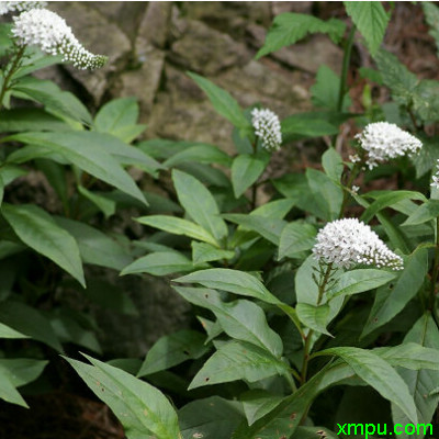 珍珠菜