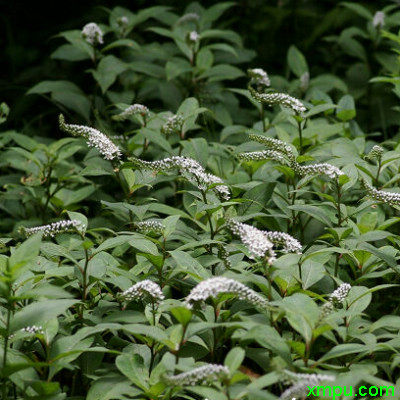 珍珠菜种植