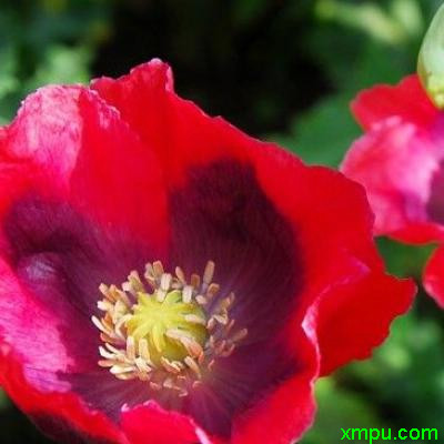 南非王菊