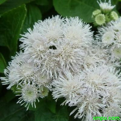 藿香蓟 白色