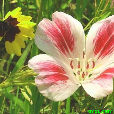 送春花1