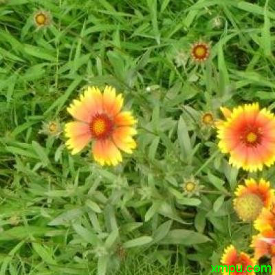天人菊 野生