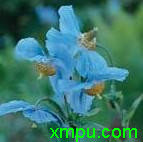 蓝花绿绒蒿3