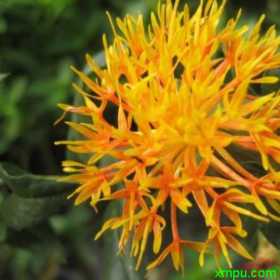 花卉
