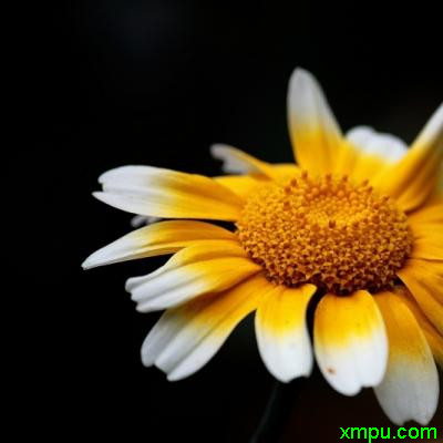 莱雅菊1