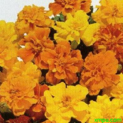 孔雀草