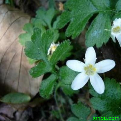 大幌菊