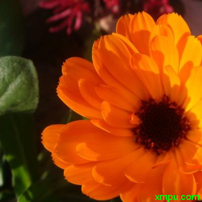 金盏菊1