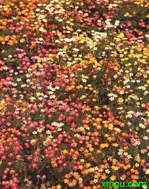 吉利花