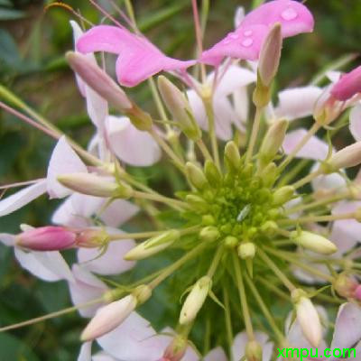 醉蝶花1