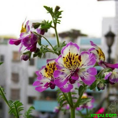 蛾蝶花