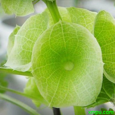 贝壳花1