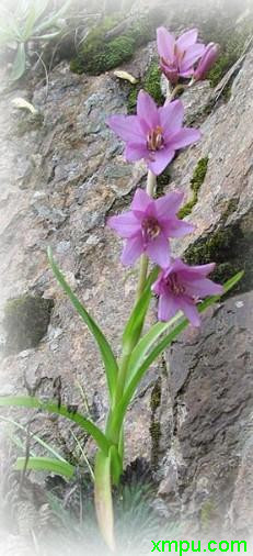 钟花假百合图片及钟花假百合种类