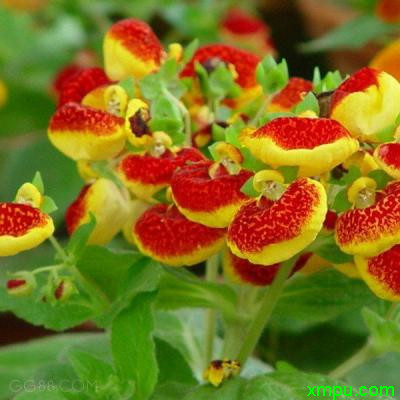 蒲包花2