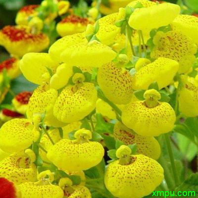 蒲包花3