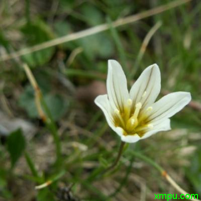 西藏洼瓣花1