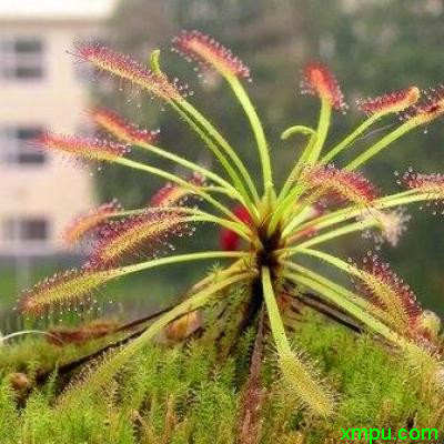 食虫草1