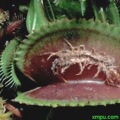 食虫草3