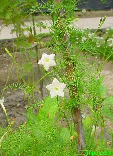 羽叶茑萝_白色