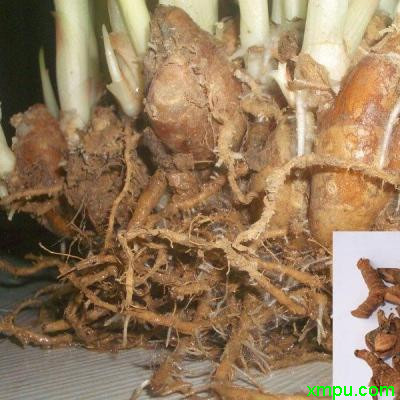 山柰