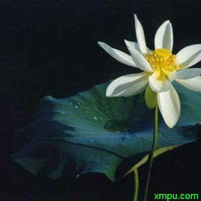 喇叭莲