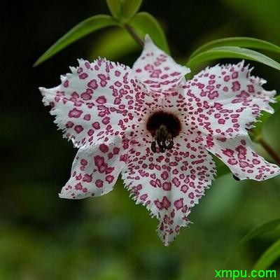 美丽豹子花1