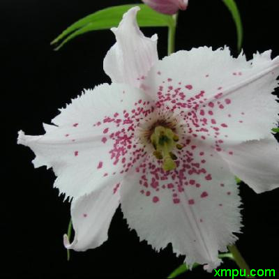 美丽豹子花2