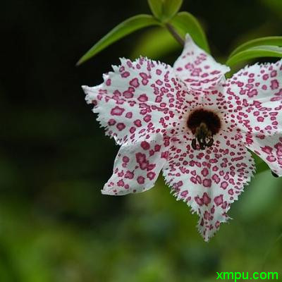 美丽豹子花3
