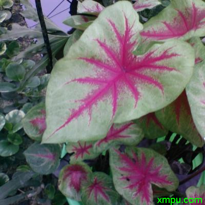 花叶芋0