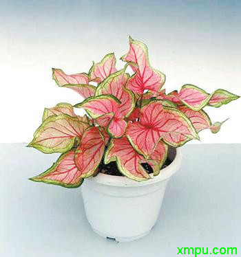 花叶芋2