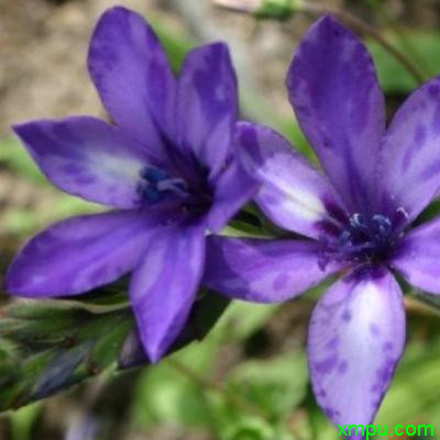 狒狒花_紫花