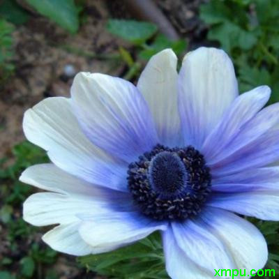 冠状银莲花1