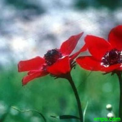 冠状银莲花2
