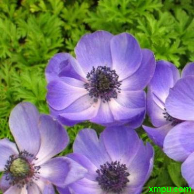 冠状银莲花3