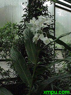 姜花