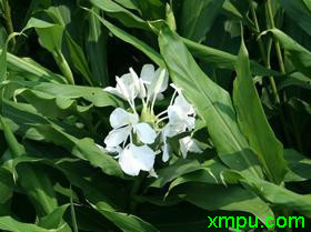 姜花1