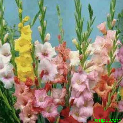 唐菖蒲1