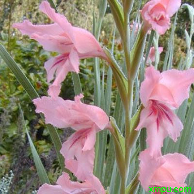 唐菖蒲
