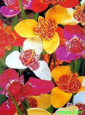 虎皮花_欣赏