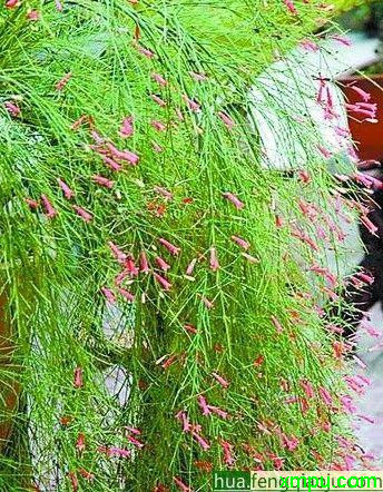 图片花卉