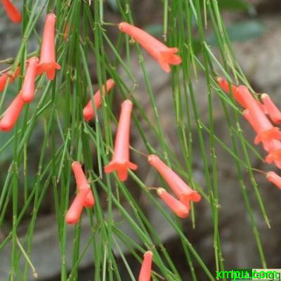 花卉