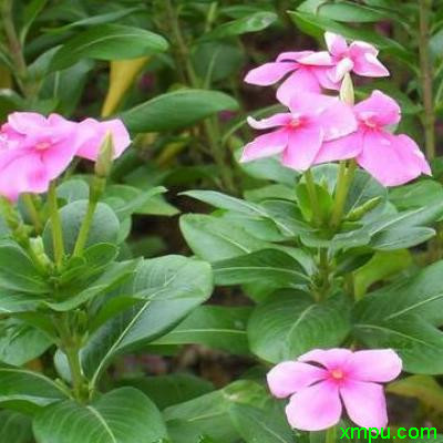 长春花2