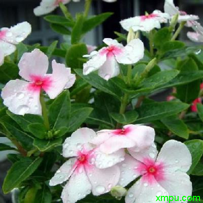 长春花_白红