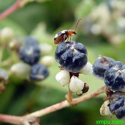 赤薛荔、五毒草、蛇茧、杠板归