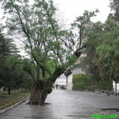 柽柳