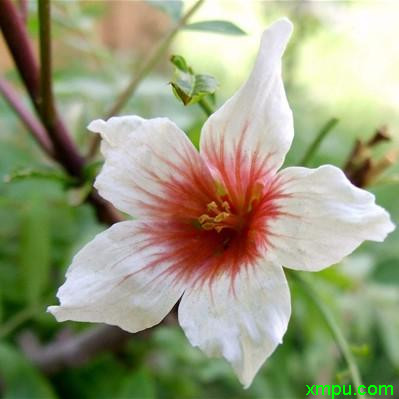 文冠果_白花